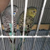 Become self-sufficient by keeping Budgerigar o Bajriga birds | Doctors Gang