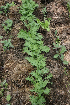 Kale Seedlings