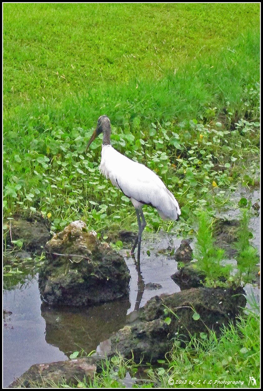Ocala, Central Florida & Beyond Birds of Central Florida