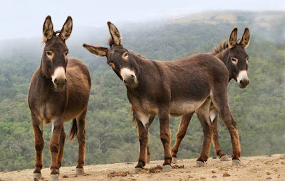 Resumo da bagaça: Mais vale um burro no pasto, que dois dando opinião no Facebook