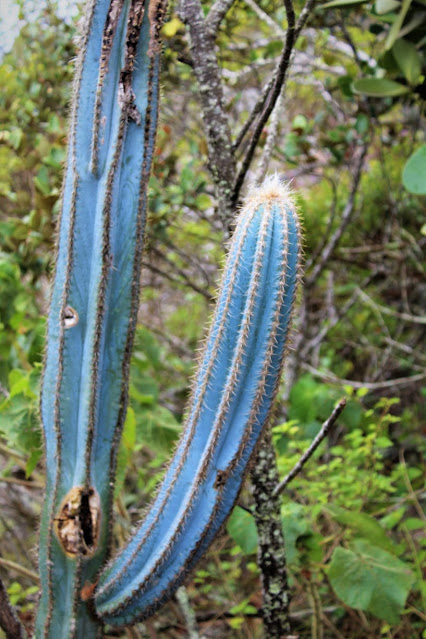 cultivo-cactos-do-brasil-gênero-pilosocereus-cacto-azul