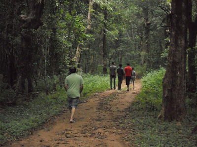 Part of a forest land