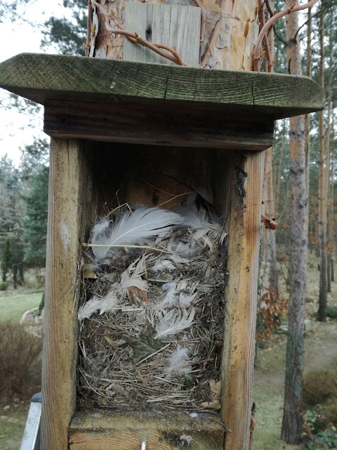 gniazdo w budce lęgowej dla ptaków