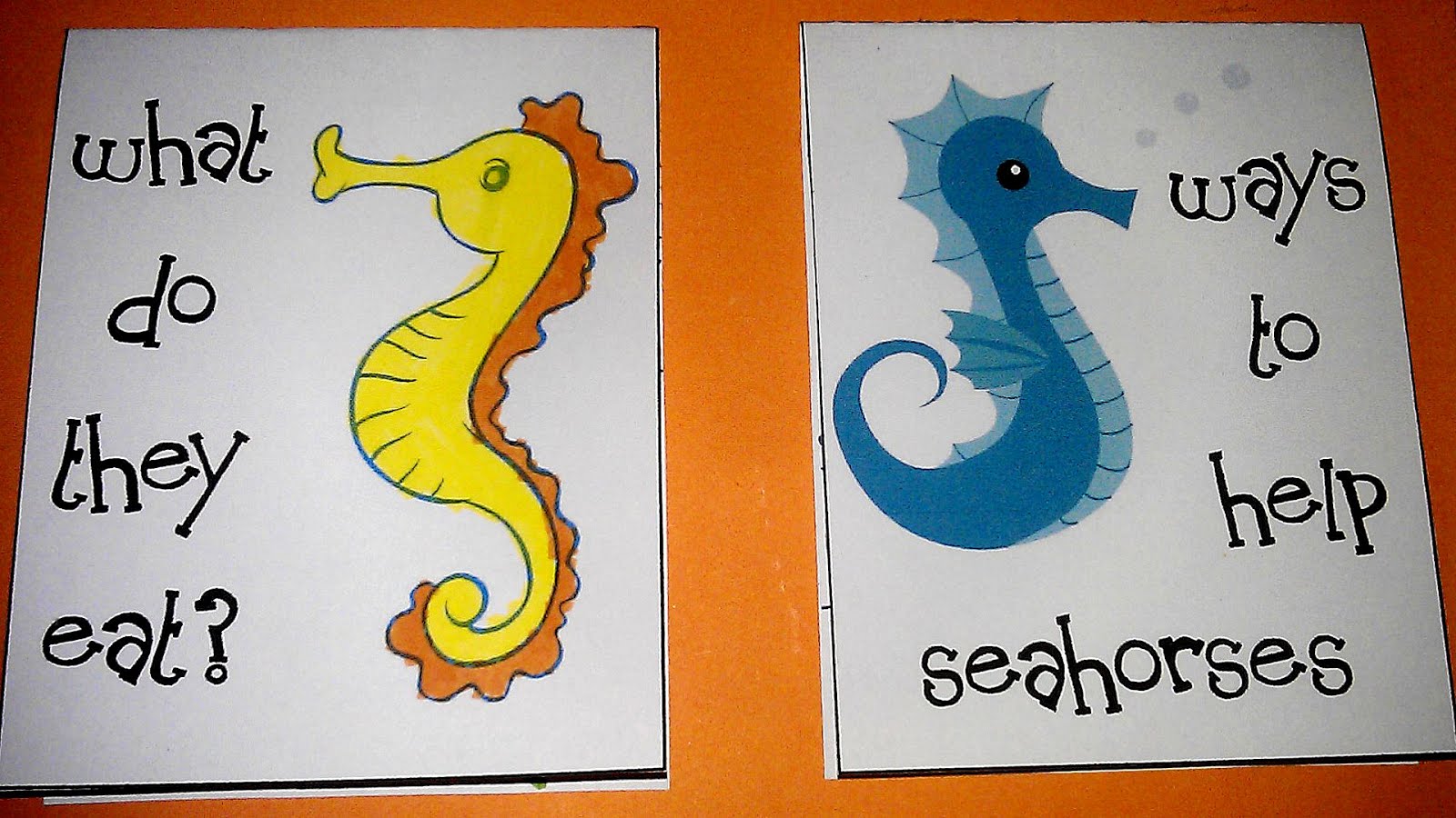 What Does A Seahorse Eat Horse Choices