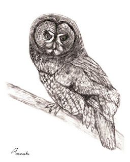 Barred owl print