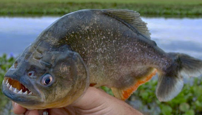 Gambar Ikan Piranha