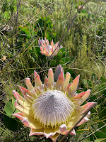 King Protea in bloom