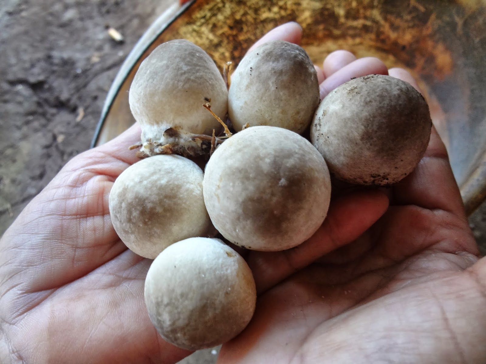 Cara Praktis Budidaya Jamur Merang di Rumah Berbisnis Jamur