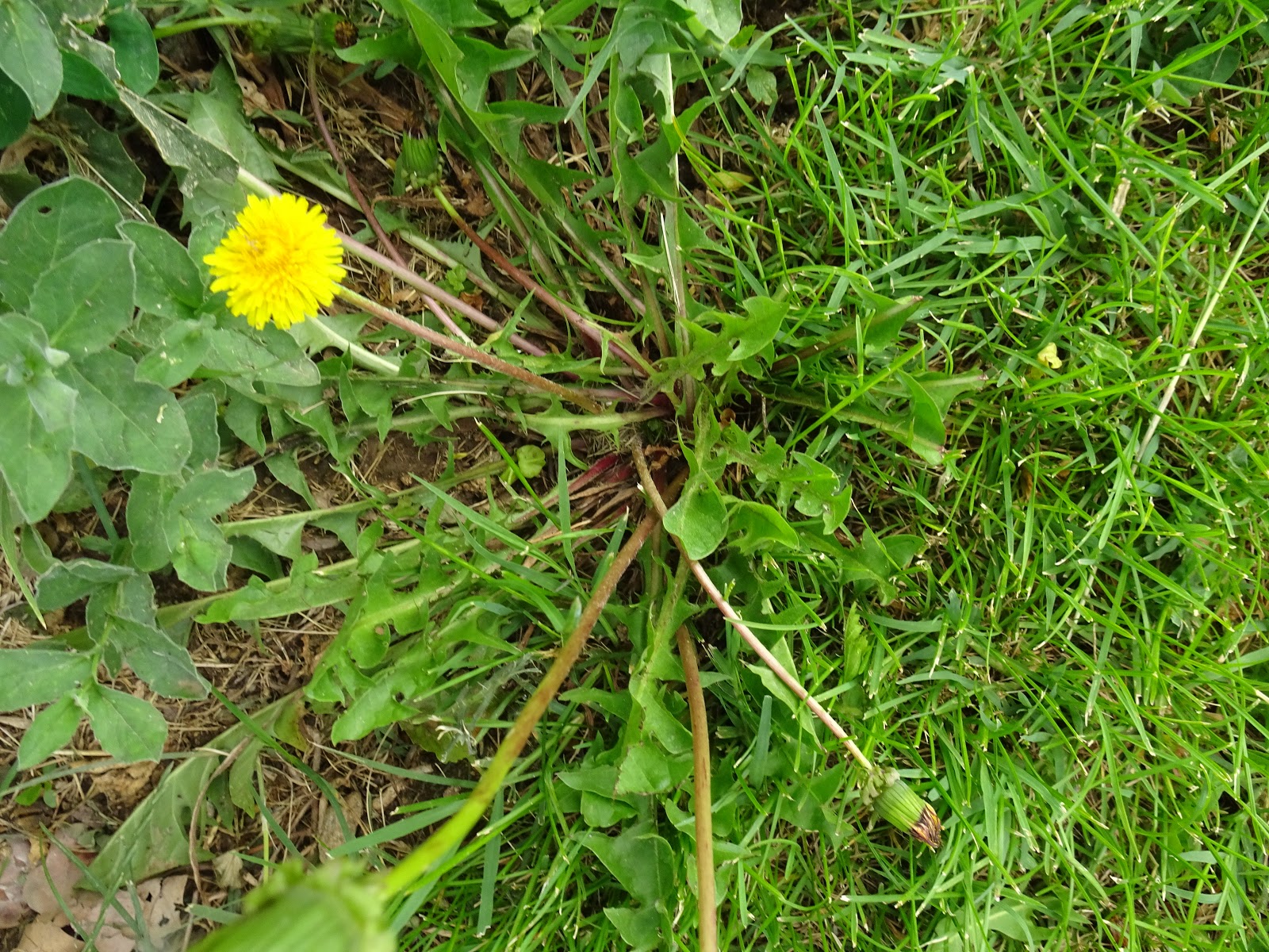 Taraxacum officinale
