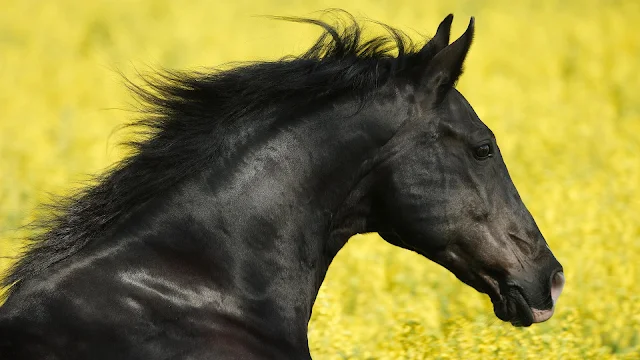Close up foto van het hoofd van een zwart paard