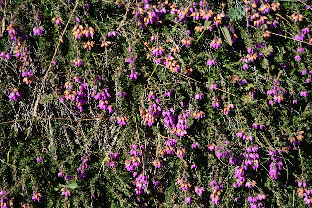Erica cinerea Erica cinerea