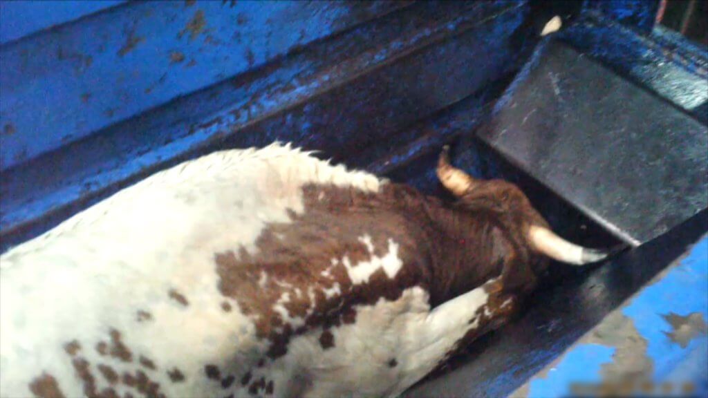 STOP AL MALTRATO ANIMAL Crueldad horrible al descubierto en mataderos