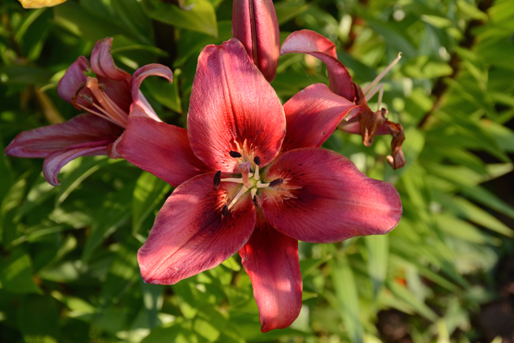 flowers; blooms | My Darling Days flowers; blooms | My Darling Days