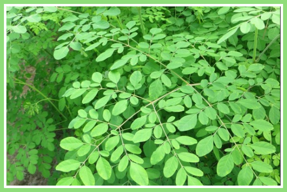 86 Gambar Dunia Tak Selebar Daun Kelor Gambar Pixabay