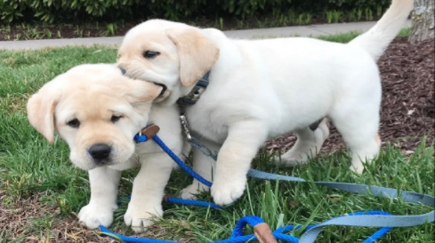 how much should labrador puppies cost