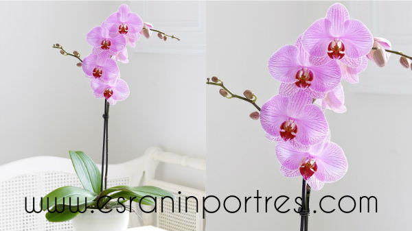 elisi ve hobi calismalari