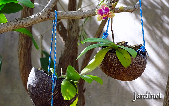 Como cultivar mini phalaenopsis no coco - Jardinet
