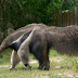 Mengenal Anteater Raksasa