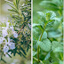  Ιωάννινα:Δήμος και ΚΕΚ ΟΑΕΔ συμπράττουν για την καλλιέργεια αρωματικών φυτών