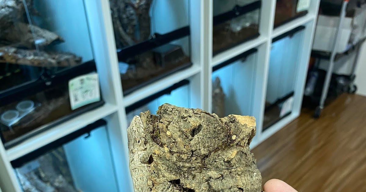 daily timewaster Piece of bark from a cork tree. Find the gecko.