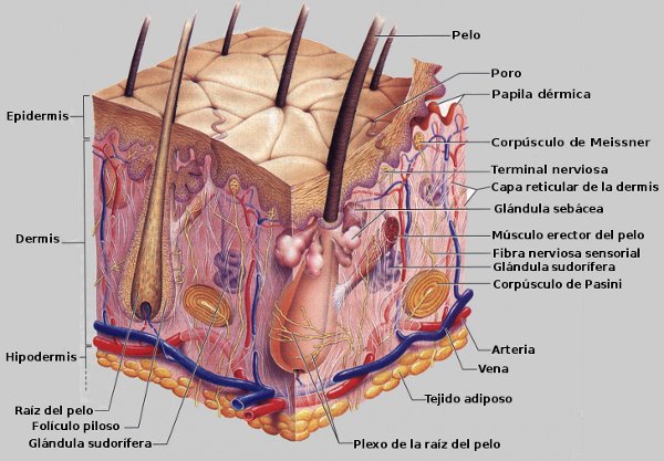 Estructura macroscópica y microscópica de la piel. 