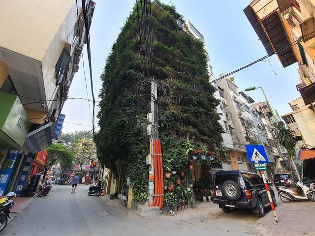 5-storey house covered with vines by the former lecturer of Hanoi University of Civil Engineering, spent 30 years tending to the unique tree house.