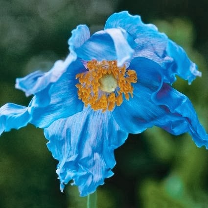 amapola azul del Himalaya (Meconopsis betonicifolia - the Himalayan Blue Poppy)