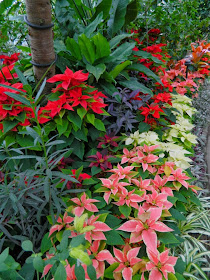 Allan Gardens Conservatory Christmas Flower Show 2013 red white poinsettias tropical plants by garden muses: a Toronto gardening blog