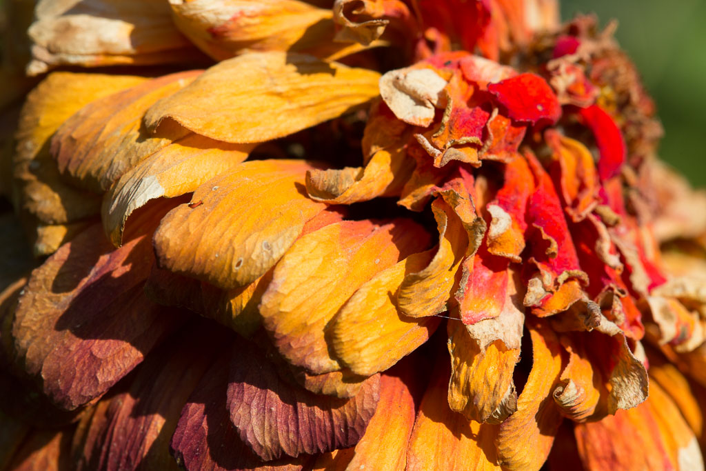 Shadows & Light Crispy Zinnias and E. B. White
