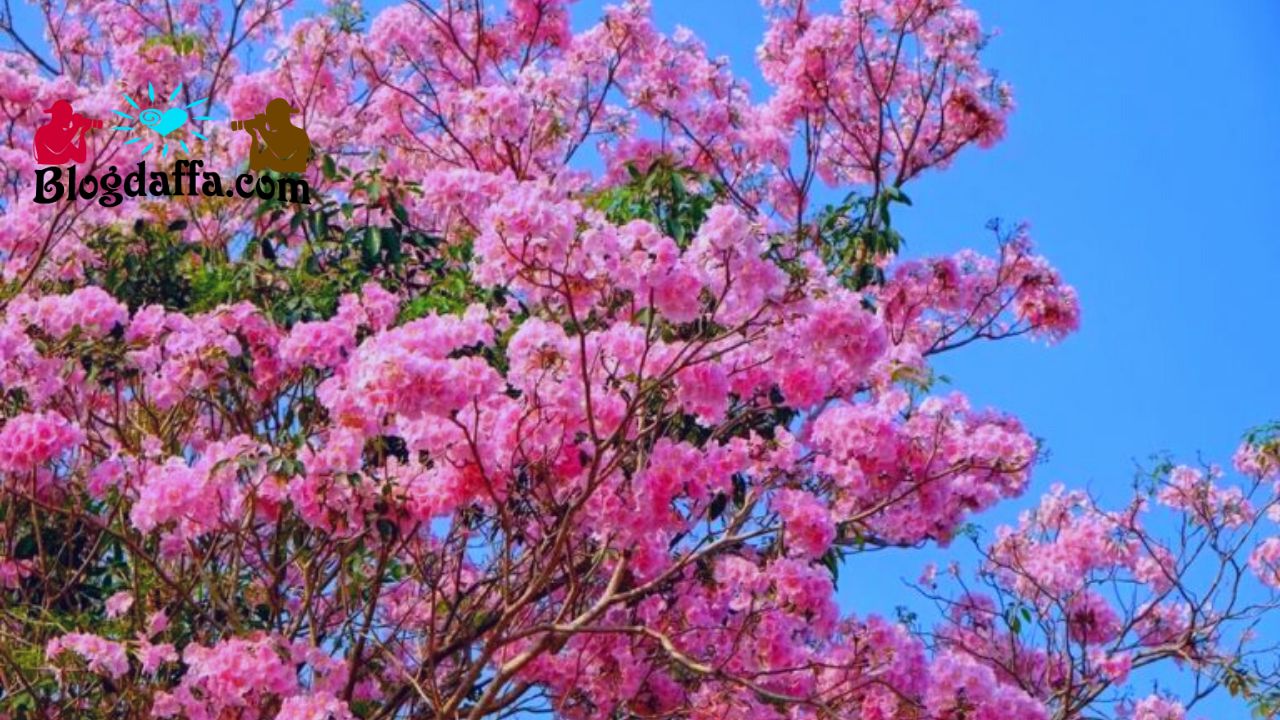 Pohon Tabebuya (Tabebuia) Pohon Tabebuya (Tabebuia)