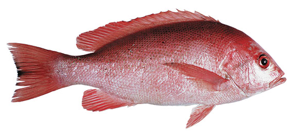  Ikan  Kakap Merah  Lutjanus sp artikel Sudarminto 