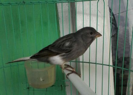 Jual Burung Kenari Aneka Warna Kota Bandung Kenari Online Bandung