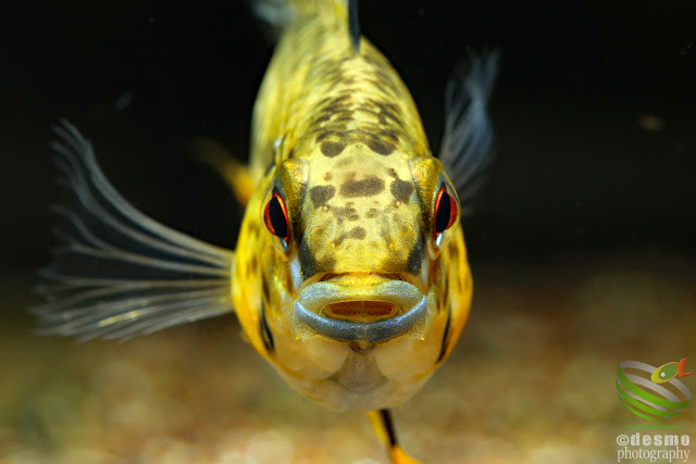 Apistogramma sp. pacman / sp. D12