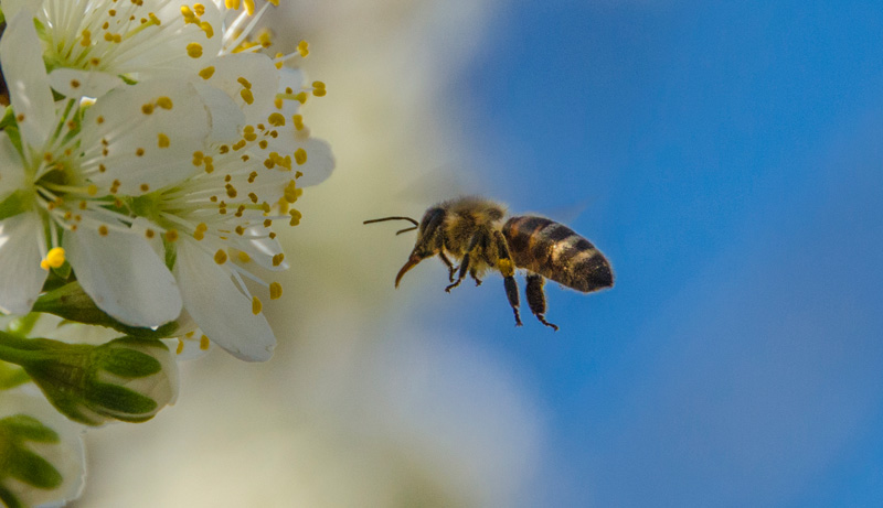 How long does it take for a bee to die after stinging?