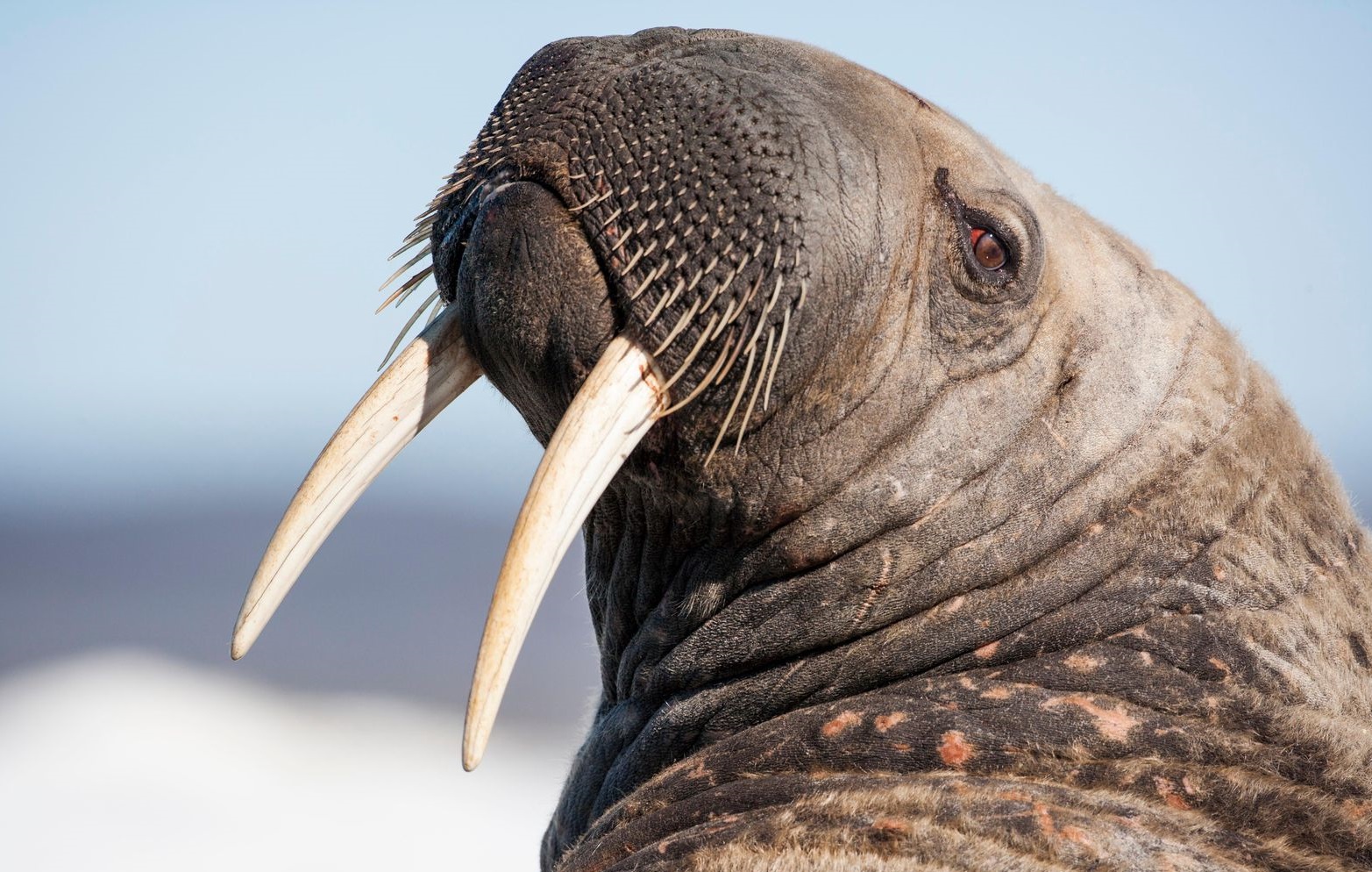 How are Walruses affected by climate change? facts about Walrus