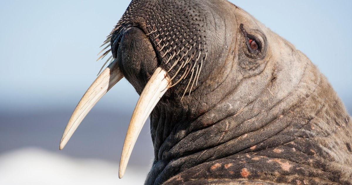 How are Walruses affected by climate change? facts about Walrus