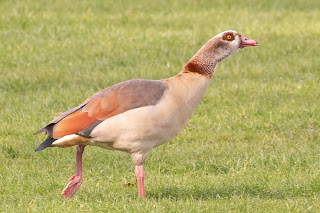 Egyptian Goose DFBridgeman