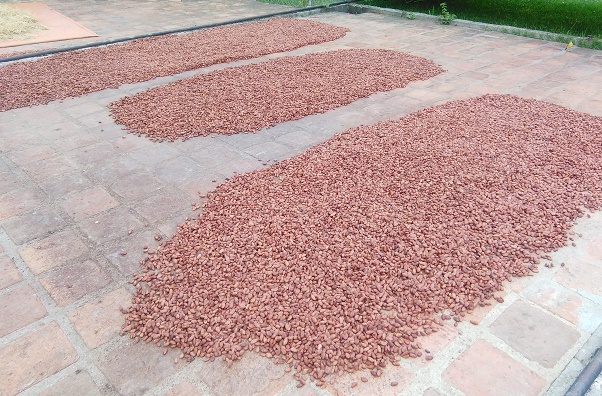 El secado es indispensable para facilitar el transporte, manejo, almacenamiento y comercialización del grano de cacao. Cacao en patio de secado.