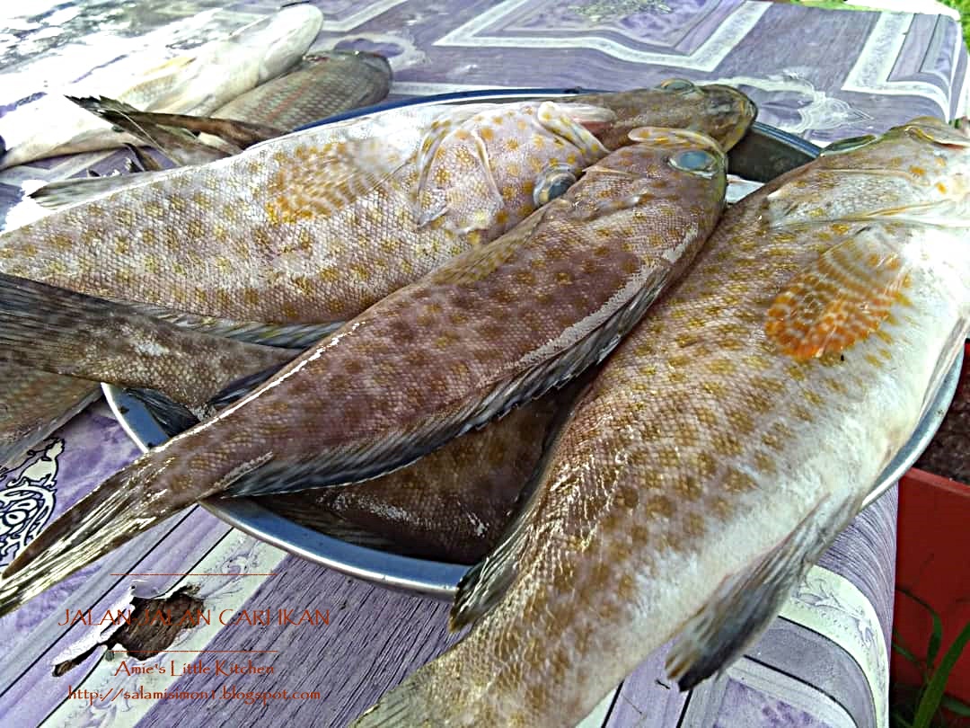 Amie S Little Kitchen Memburu Ikan Segar Di Kala Petang Amie S Little Kitchen Memburu Ikan Segar Di Kala Petang