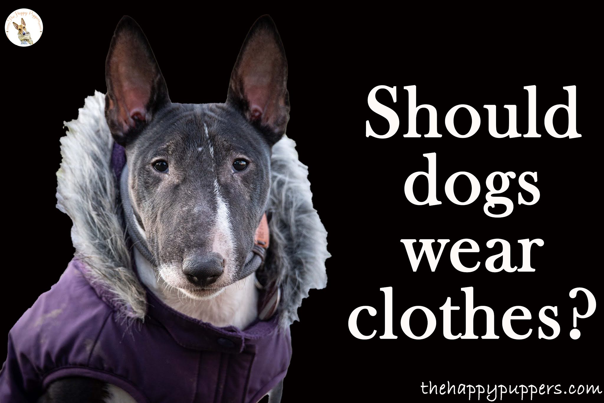 Should dogs wear clothes?