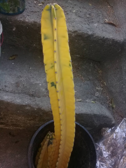 DIÁRIO DE FÉ E FLORES: Cereus jamacaru variegata - O cacto mandacaru -  Conhecido como Cacto brasileirinho