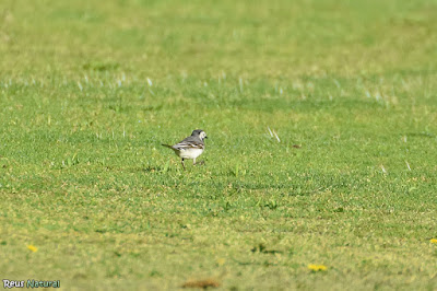 Cuereta blanca (Motacilla alba)