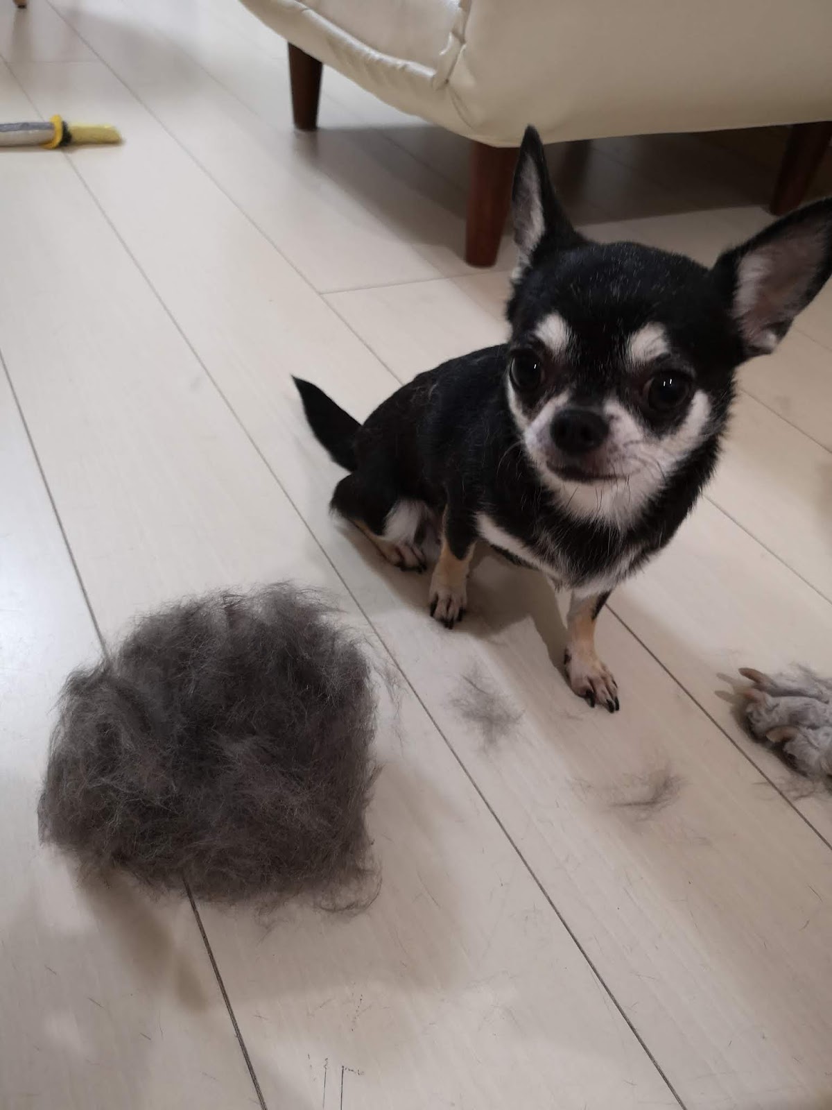 かいわれとおとうふのブログ チワワ知識の備忘録 チワワの換毛期 抜け毛の対策はこれ 犬の抜け毛にファーミネーター