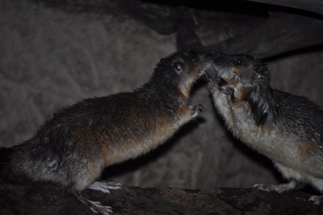 ZOOTOGRAFIANDO (MI COLECCIÓN DE FOTOS DE ANIMALES) RATA DE AGUA