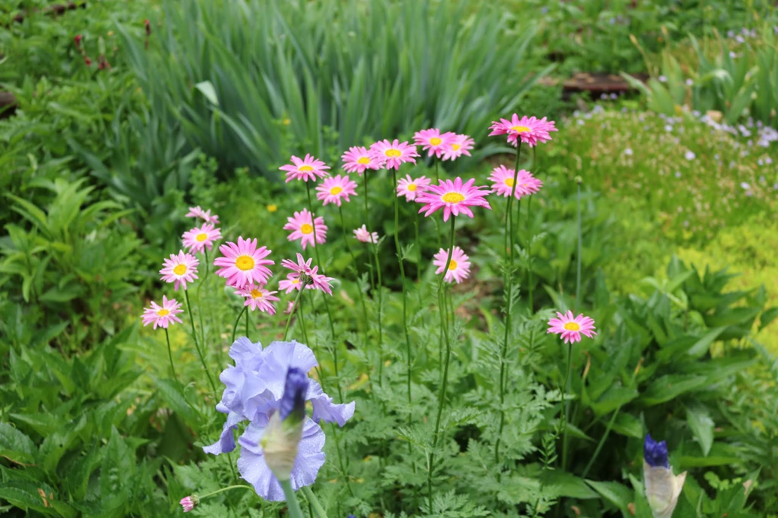 Flowers For Flower Lovers Snowball Flowers