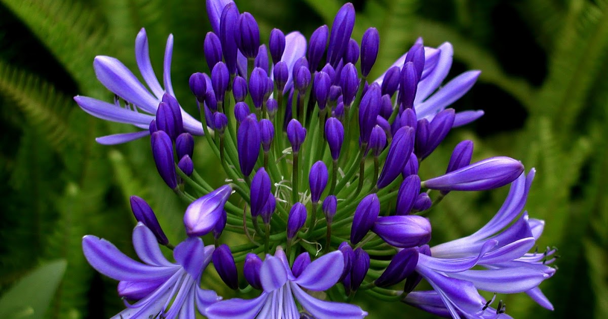NixPixMix BLUE AGAPANTHUS