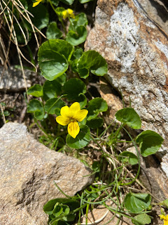 [Violaceae] Viola biflora – Yellow Violet (Viola con due fiori).