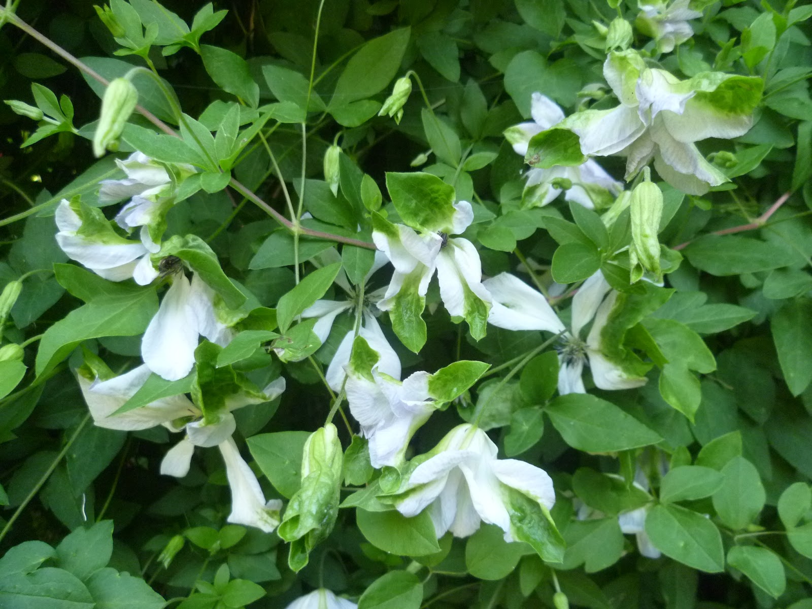 Альба люксурианс клематис описание сорта фото Альба люксурианс клематис описание сорта фото