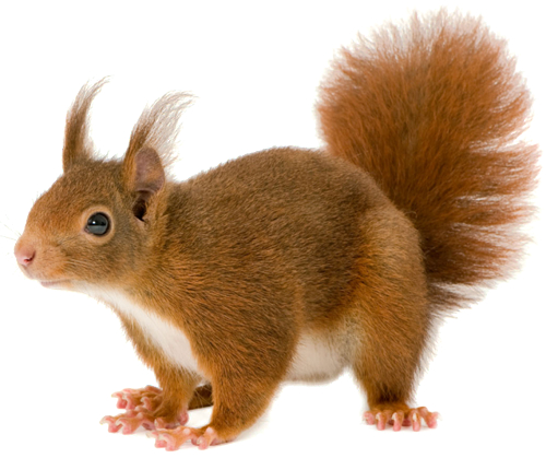 Klipart Squirrel Belka Na Prozrachnom Fone Obsuzhdenie Na Liveinternet Rossijskij Servis Onlajn Dnevnikov Belka Zhivotnye Risunki