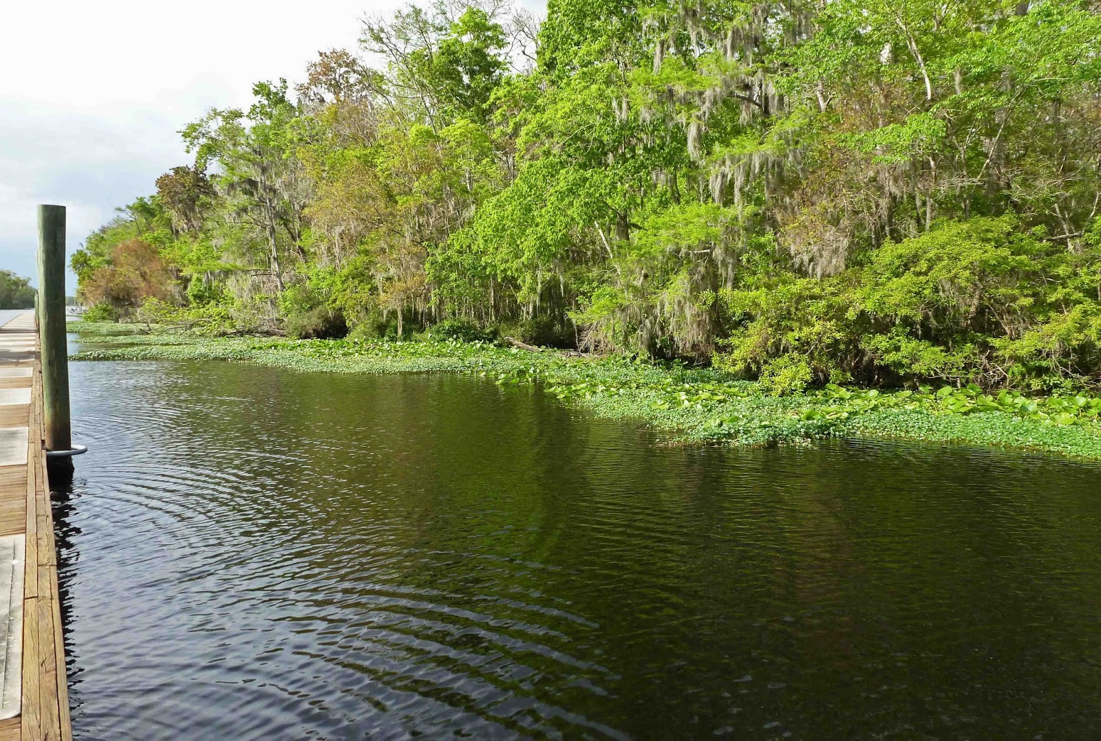 Great Loop Two Last Dance St. Johns River